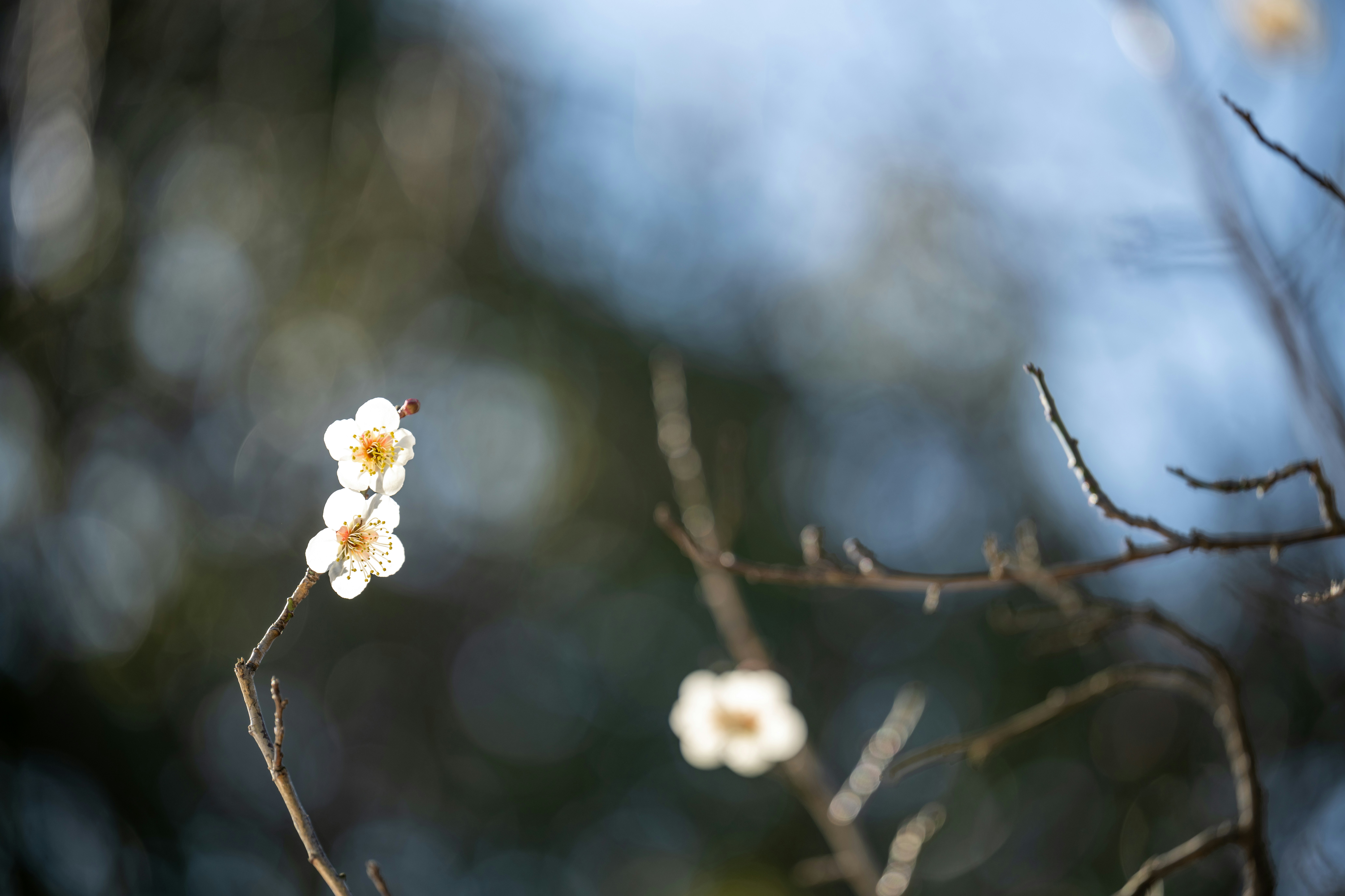 Photo by pafuxu