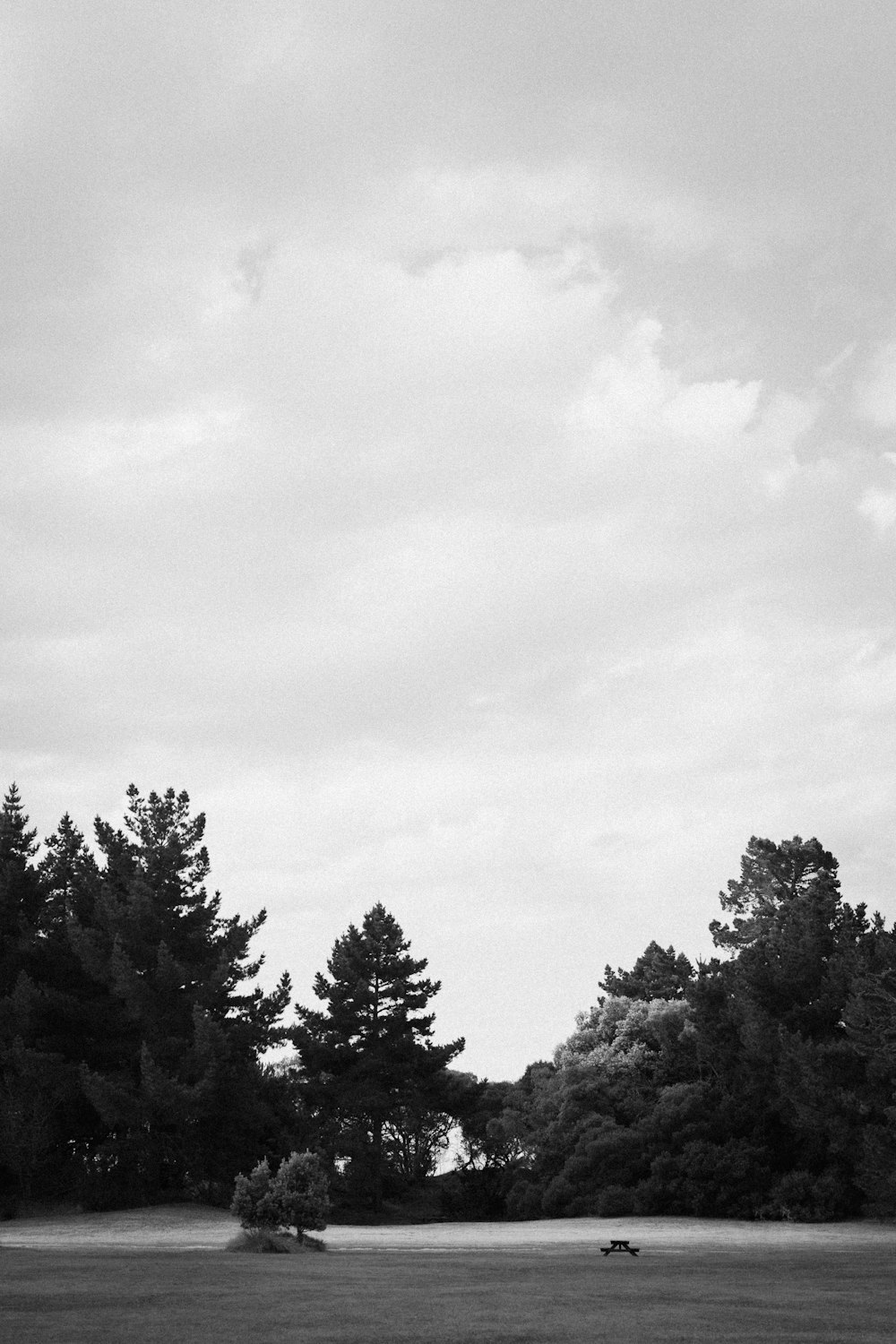 grayscale photo of trees under cloudy sky