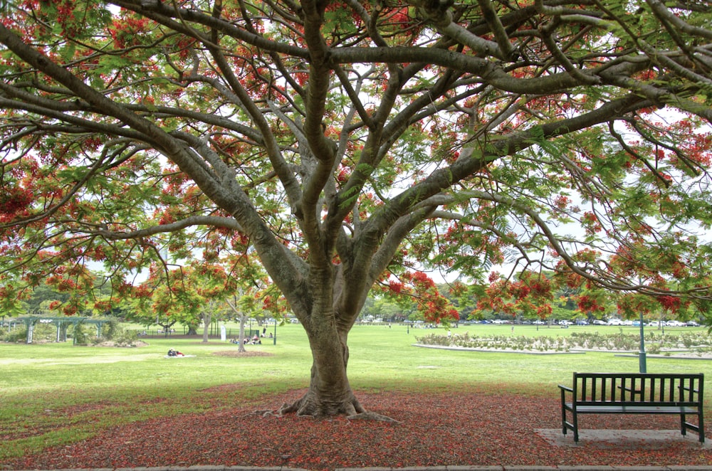 brown and green trees on green grass field during daytime