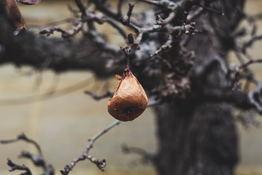 brown fruit on brown tree branch