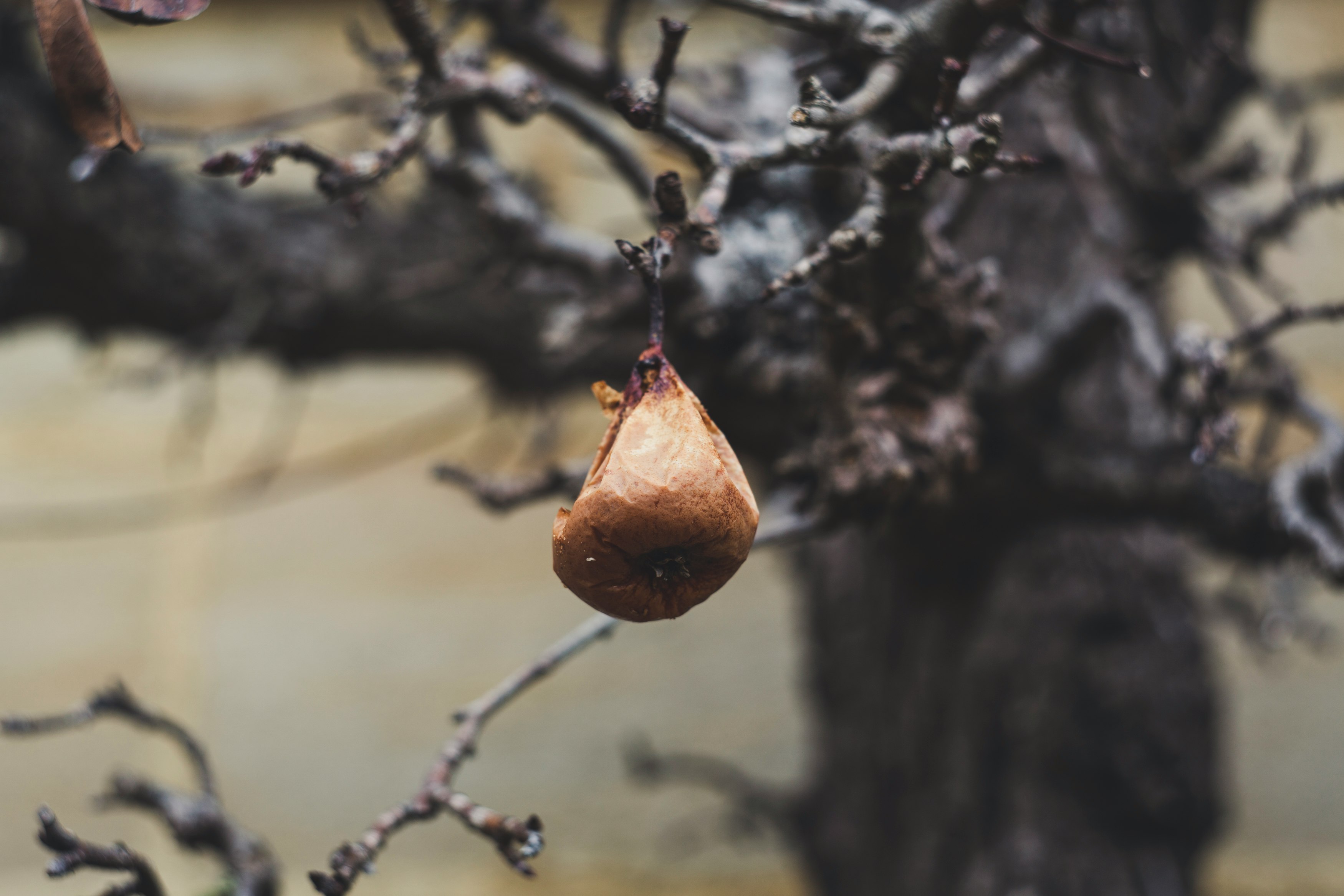 brown fruit on brown tree branch