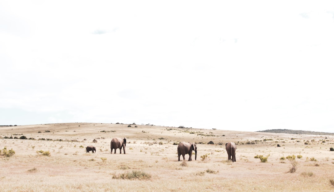 herd of elephant on brown grass field during daytime