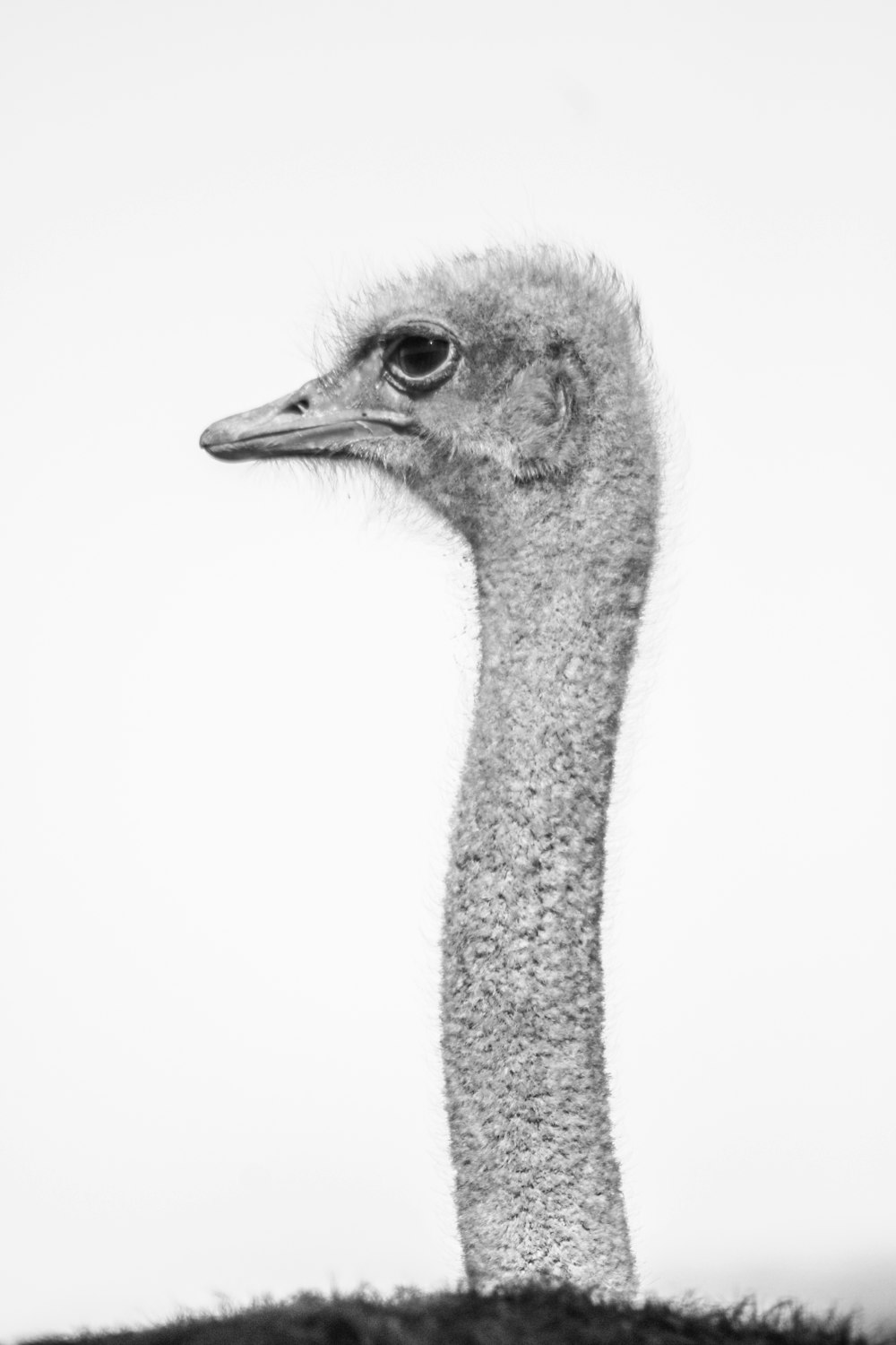 gray ostrich head with white background