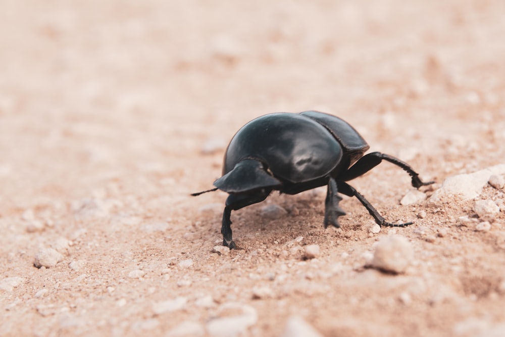 black beetle on brown sand during daytime