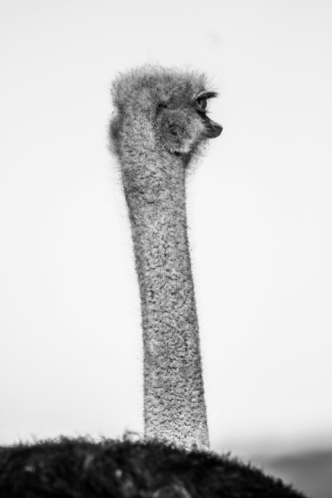 gray and black ostrich on white background