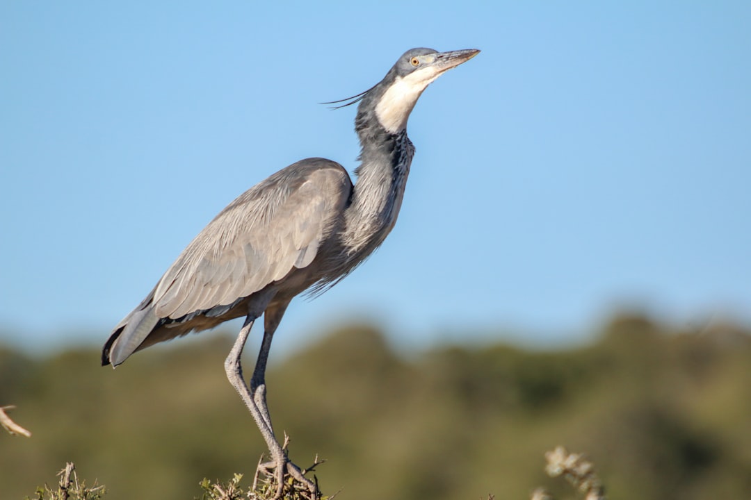 grey heron on brown grass during daytime