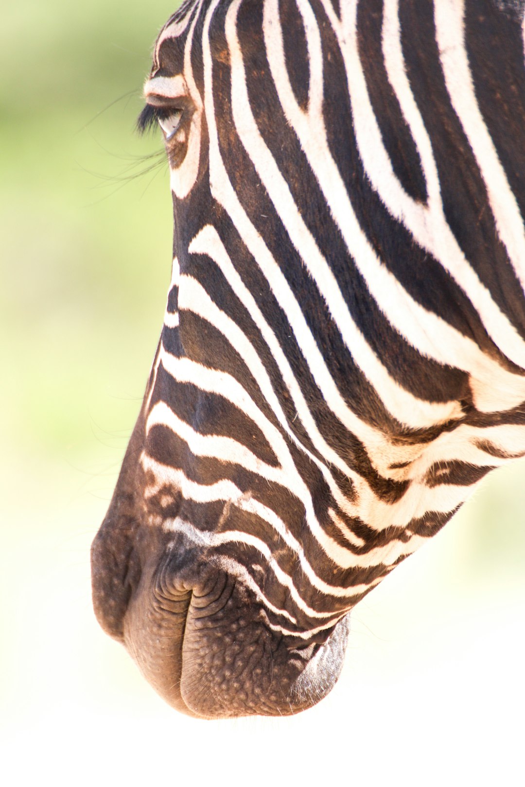 black and white zebra during daytime