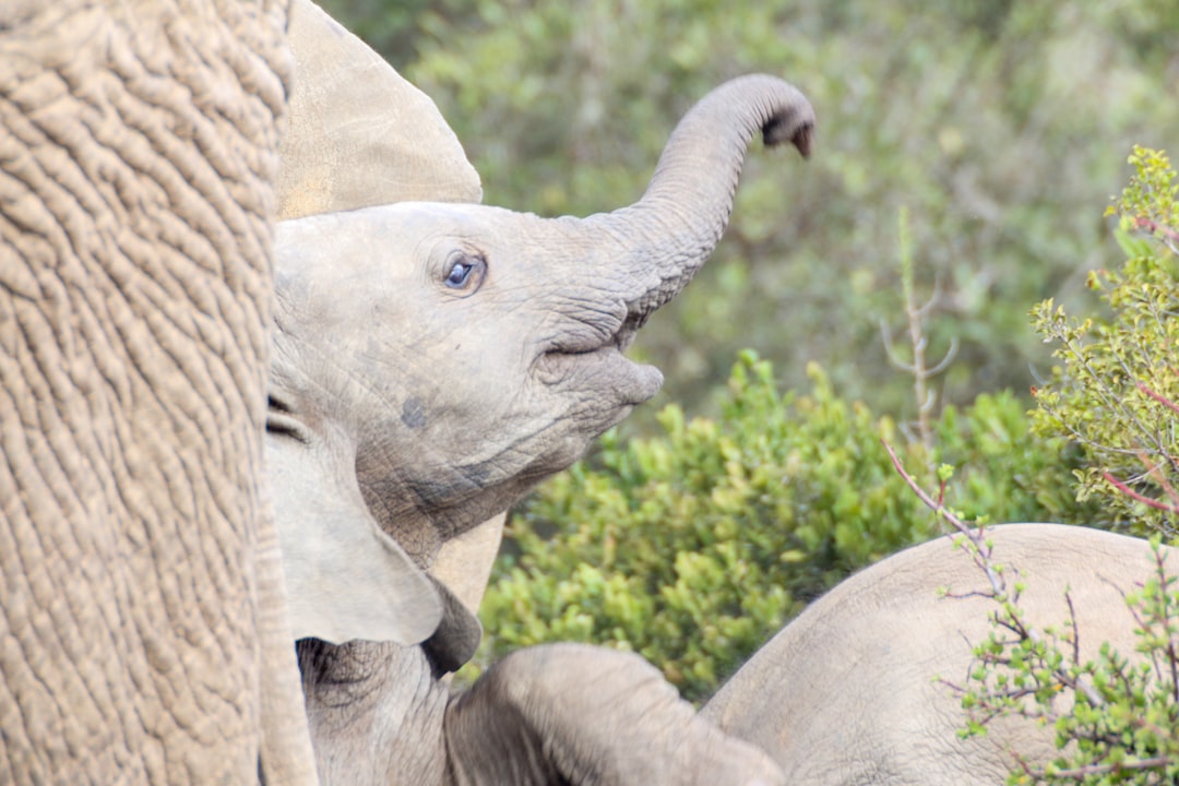 grey elephant walking on green grass during daytime