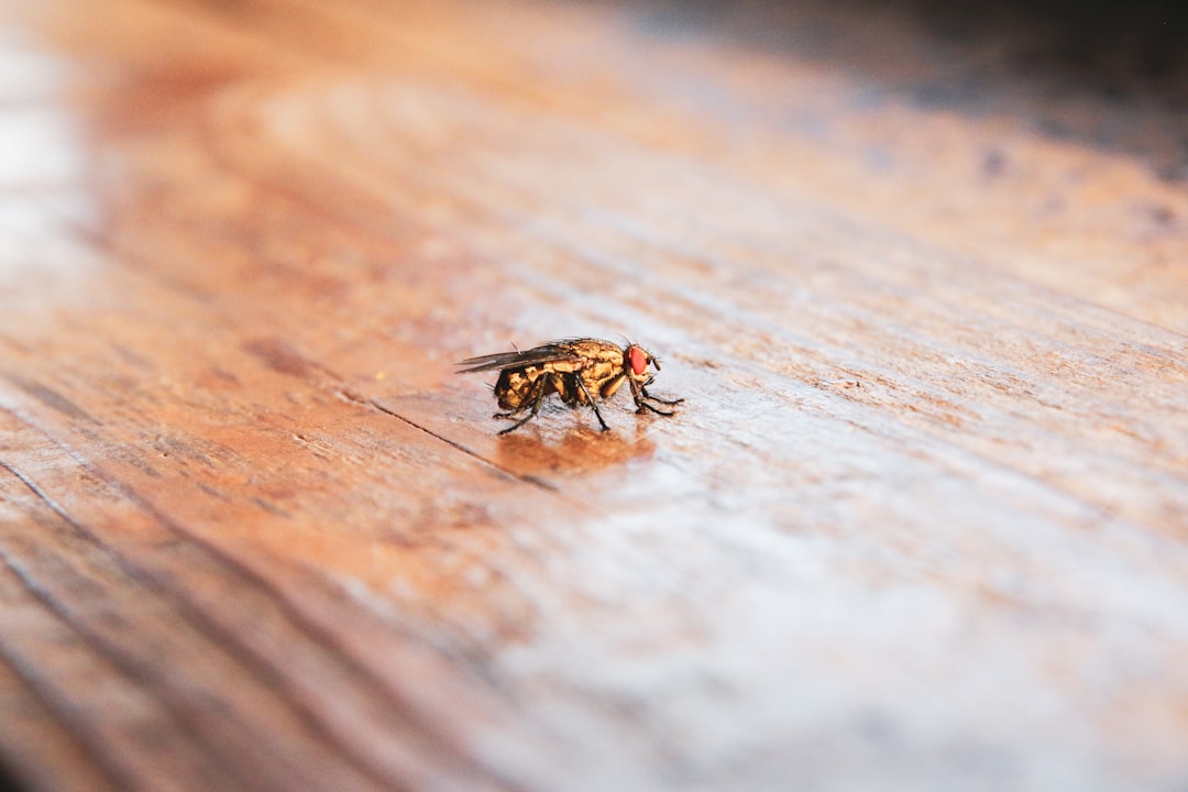 black and yellow wasp on brown wooden surface