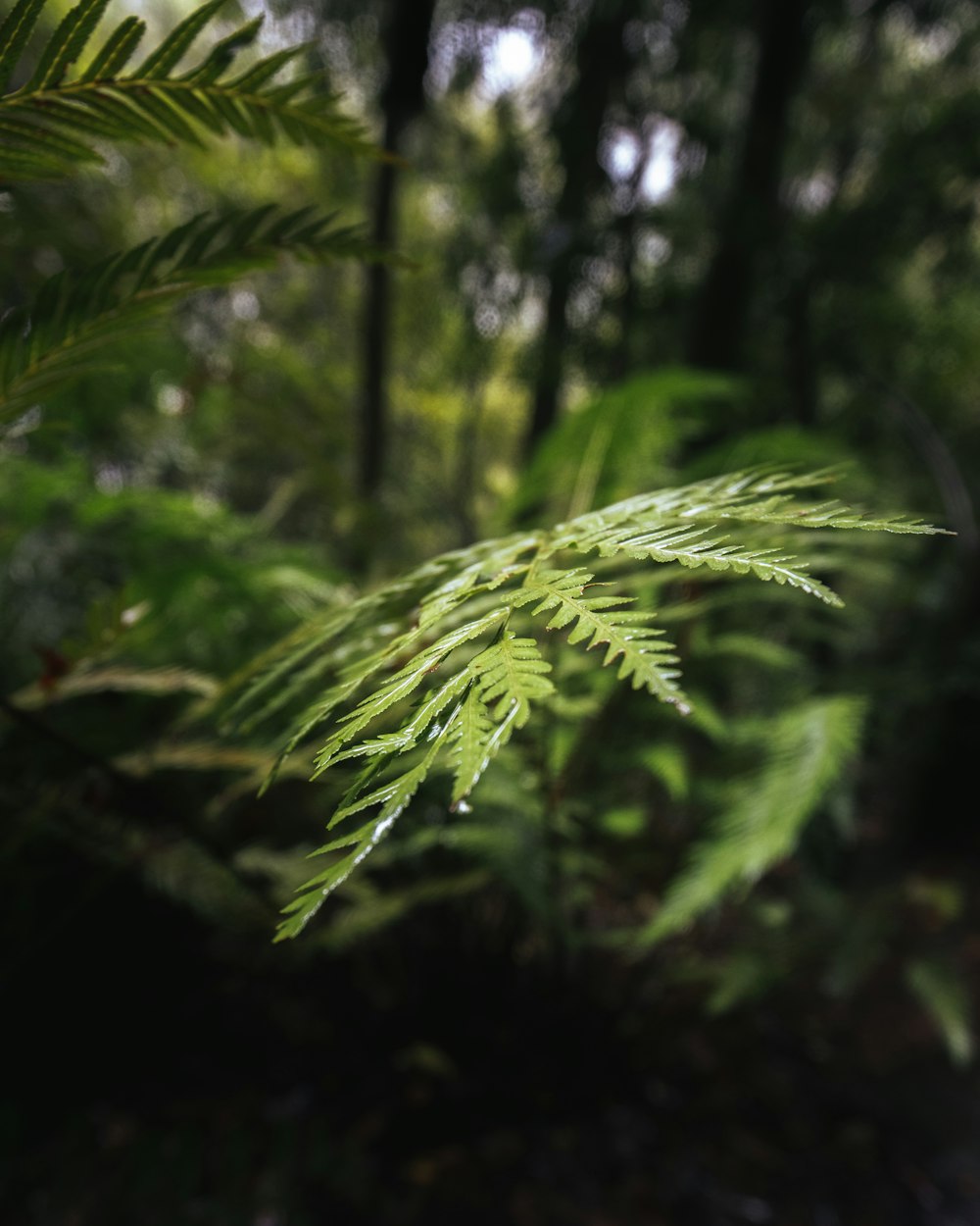 green fern plant in close up photography