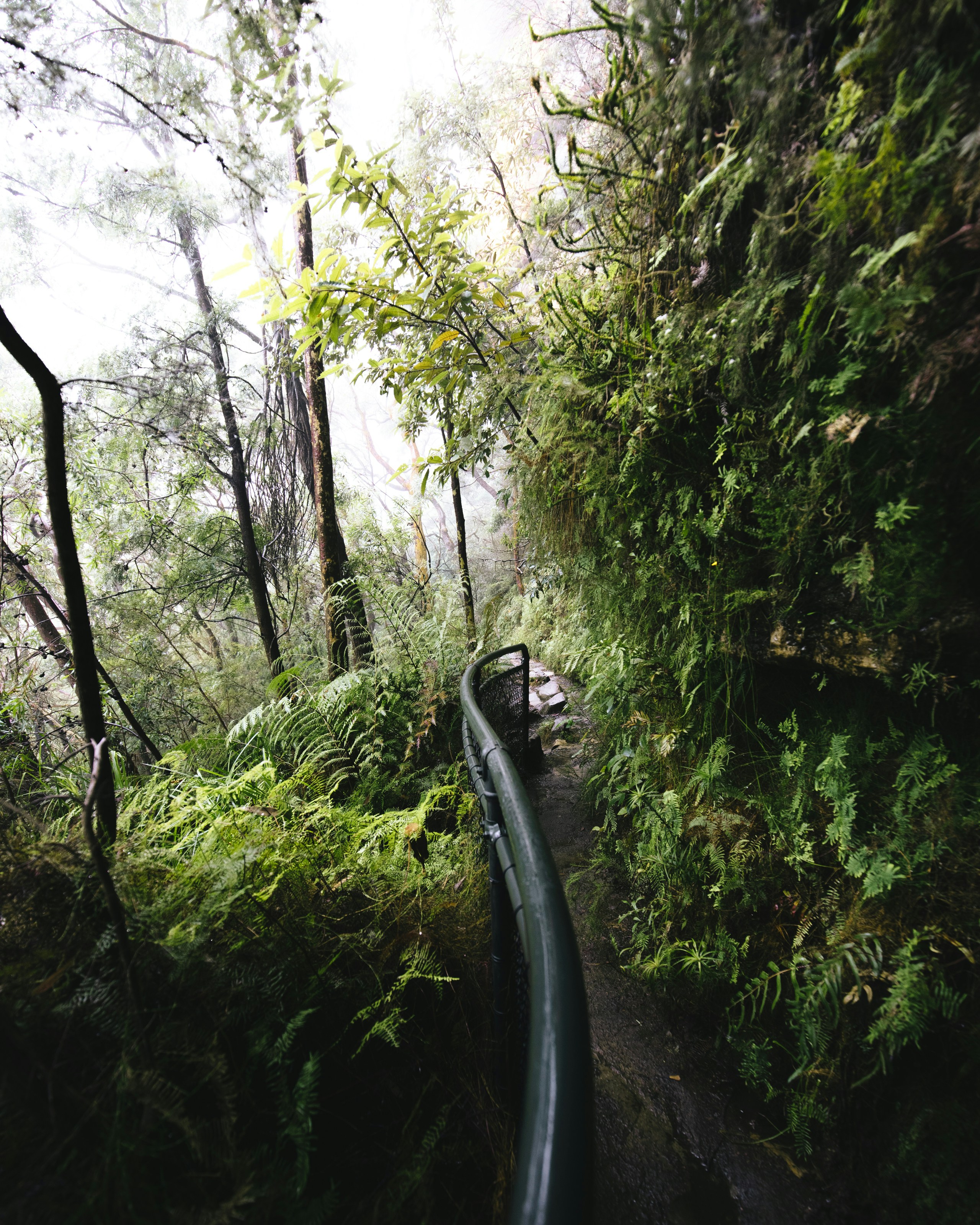 woman in black jacket standing on pathway between green trees during daytime