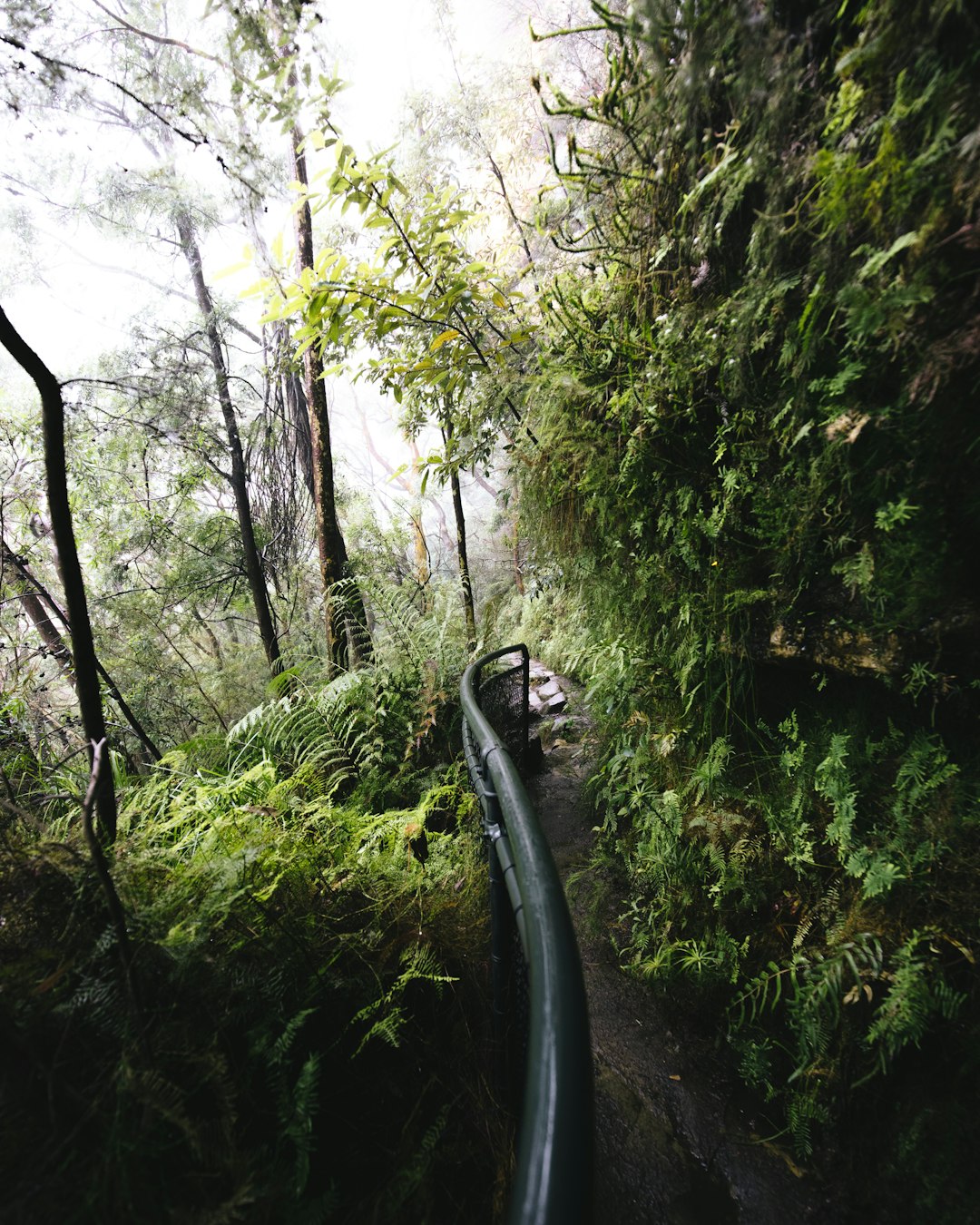 woman in black jacket standing on pathway between green trees during daytime