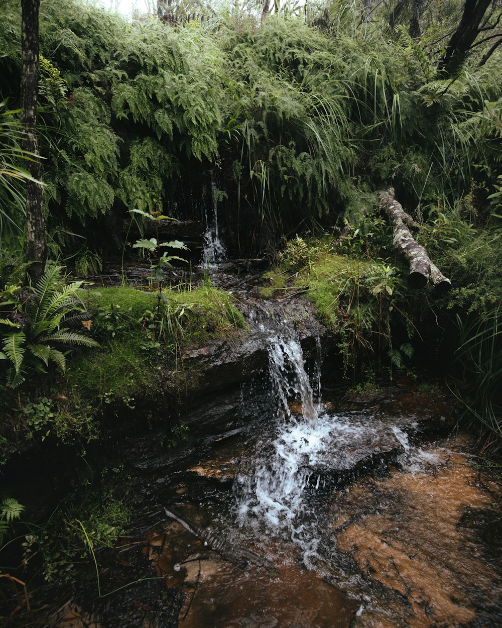 water falls in the middle of green trees