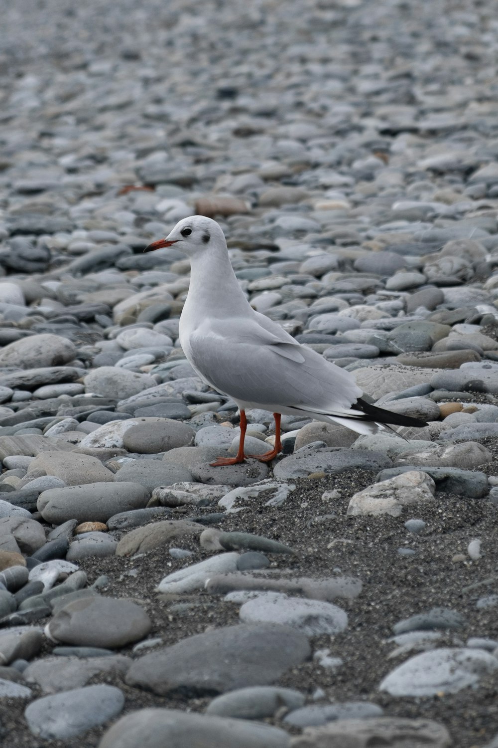white bird on rocky ground
