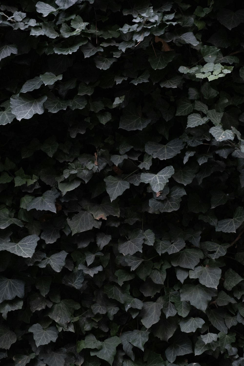 black and white leaf plant