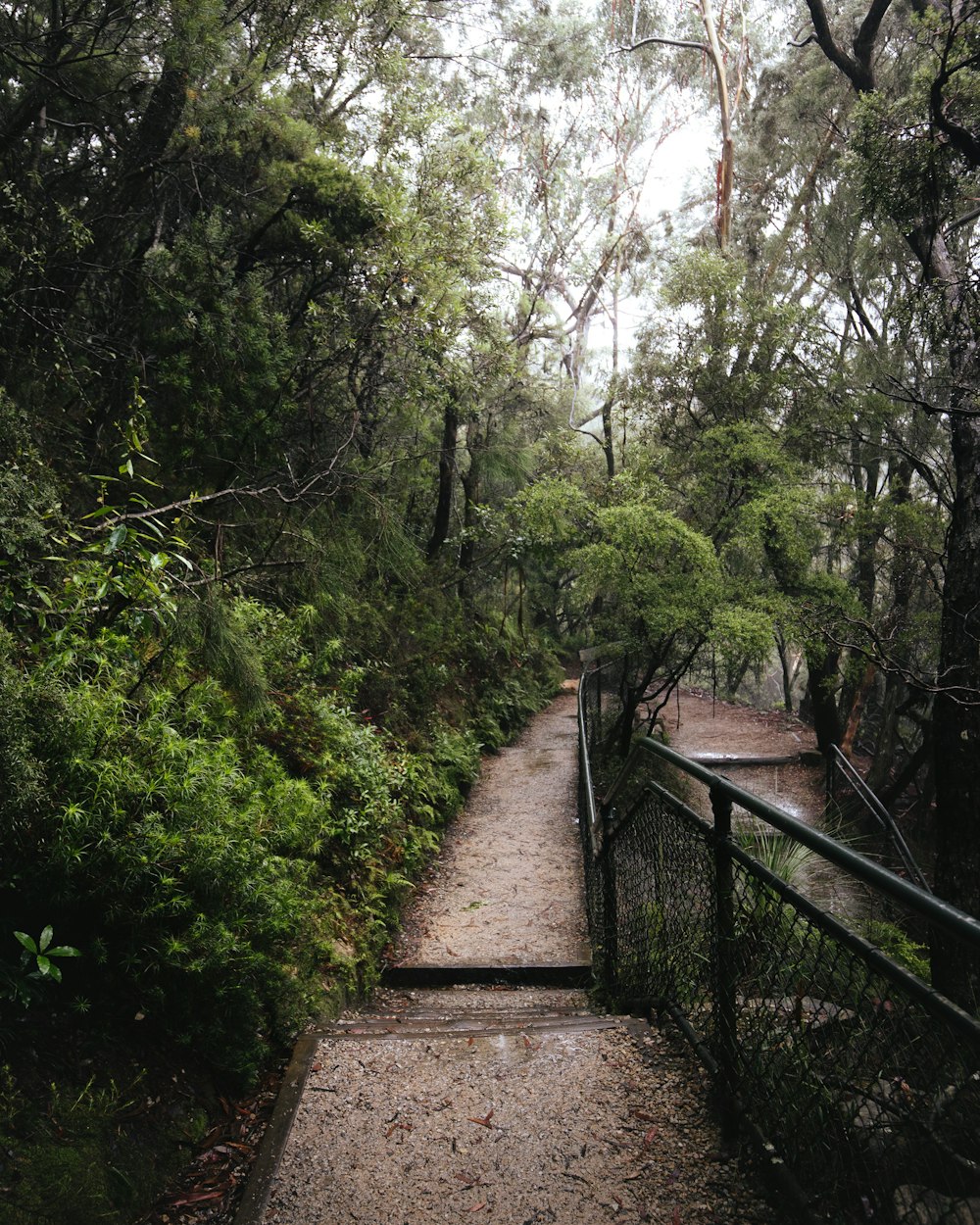 brown wooden bridge in between green trees during daytime