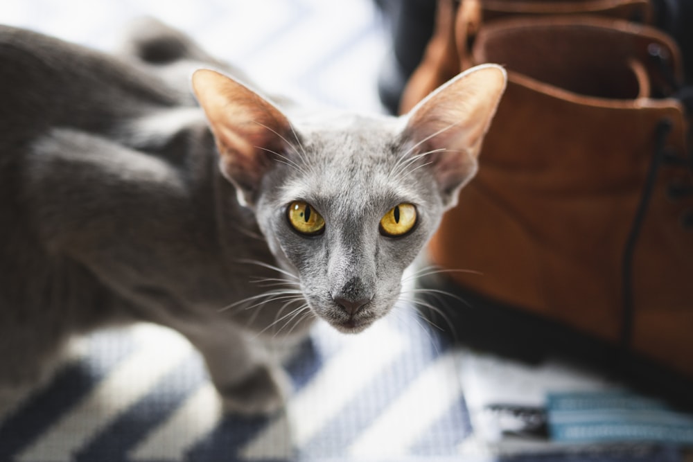 Russischblaue Katze auf weiß und blau kariertem Textil