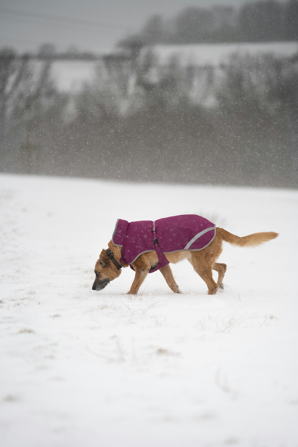 brown short coated dog on snow covered ground during daytime