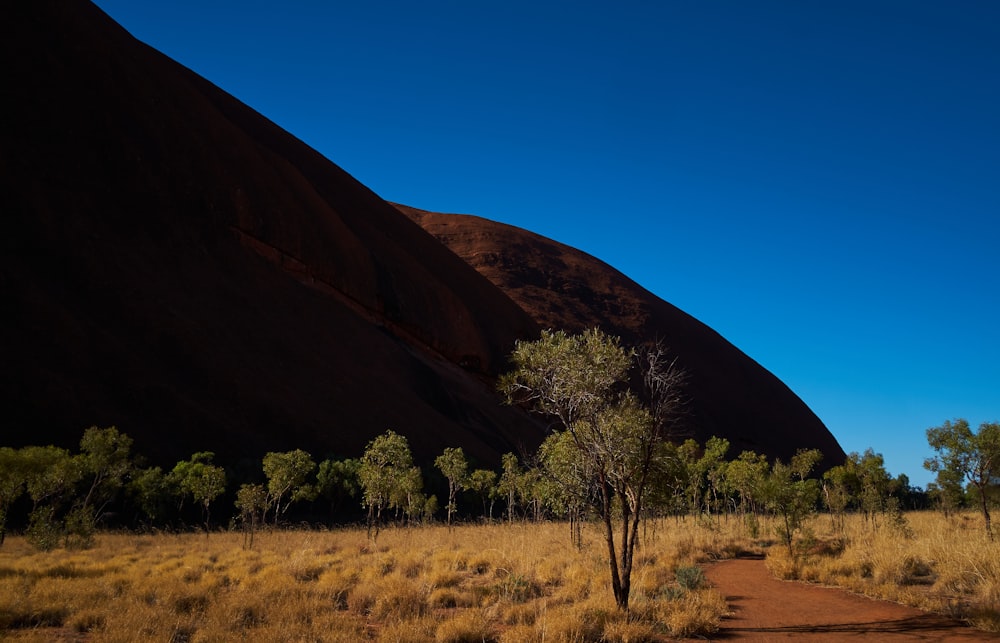 green trees on brown field near brown mountain under blue sky during daytime