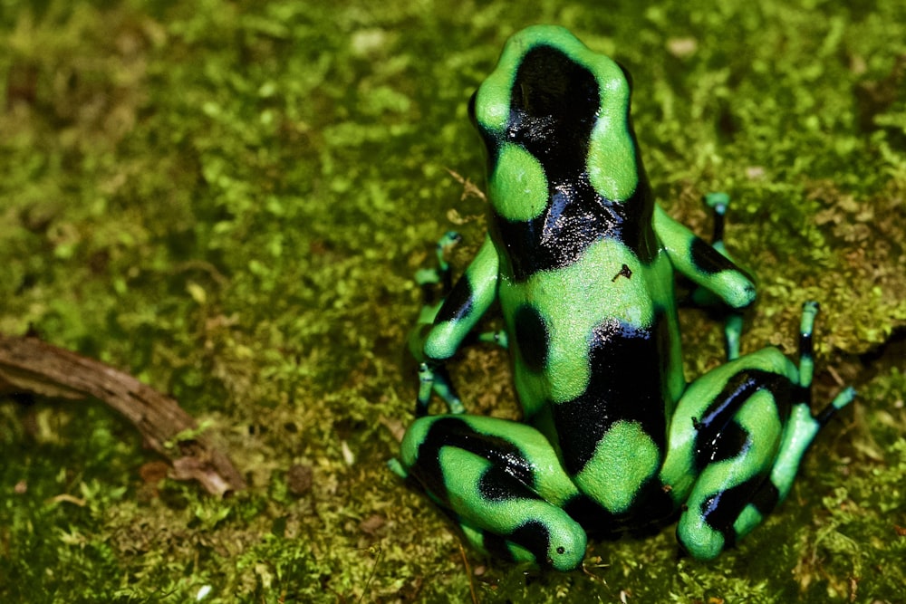 green and black frog on brown surface