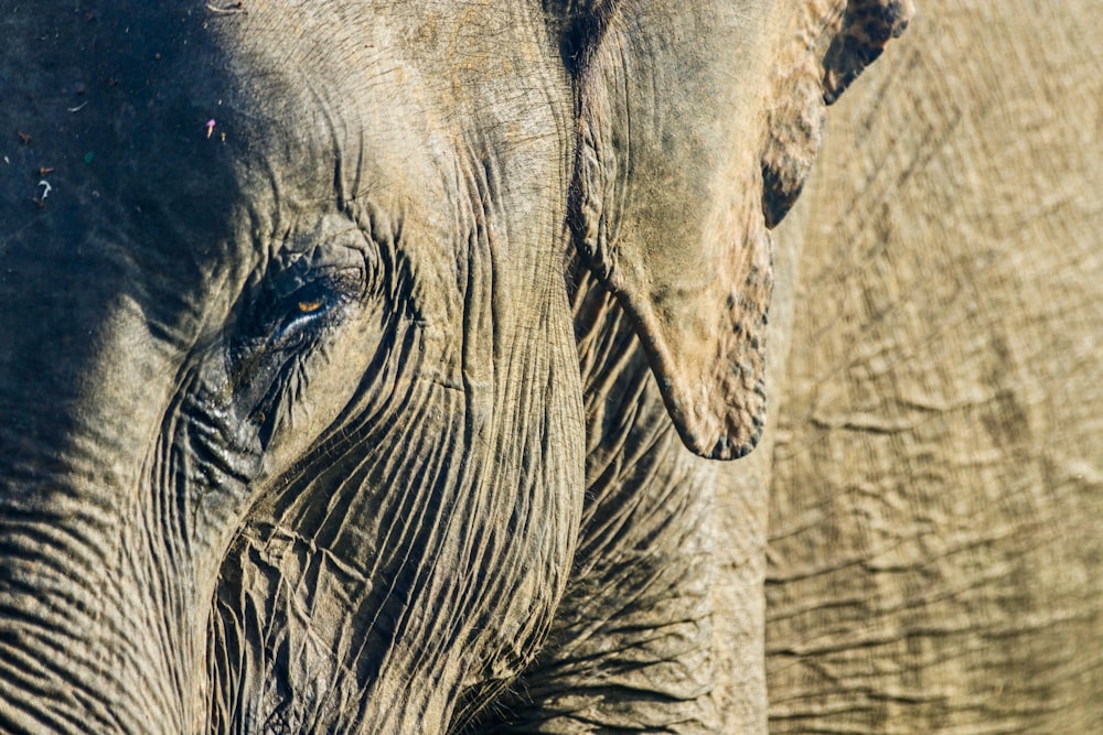 gray elephant in close up photography