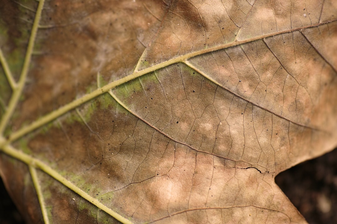 brown leaf in macro shot