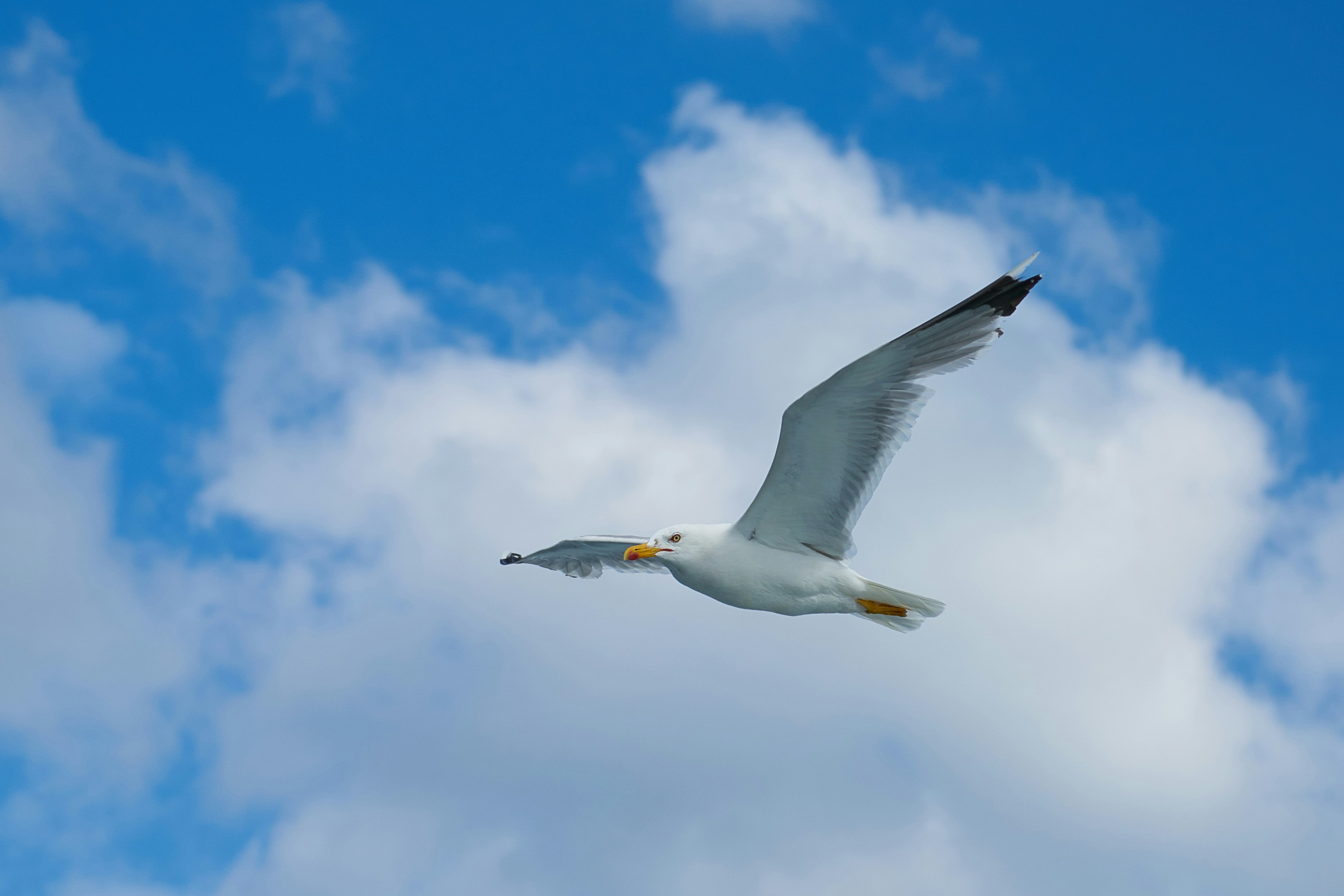 white bird flying under blue sky during daytime