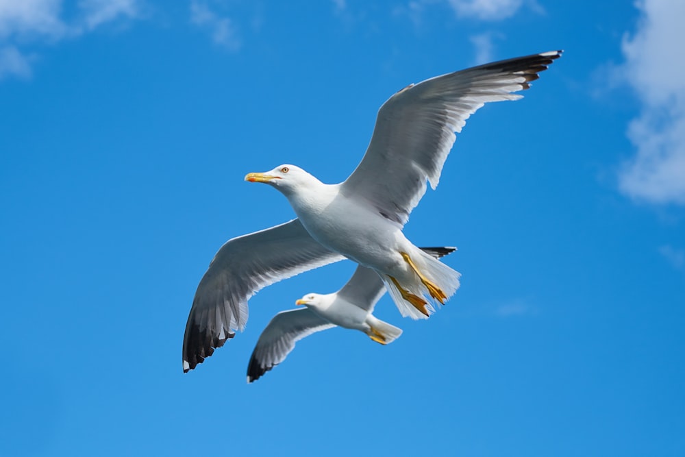 white gull flying under blue sky during daytime