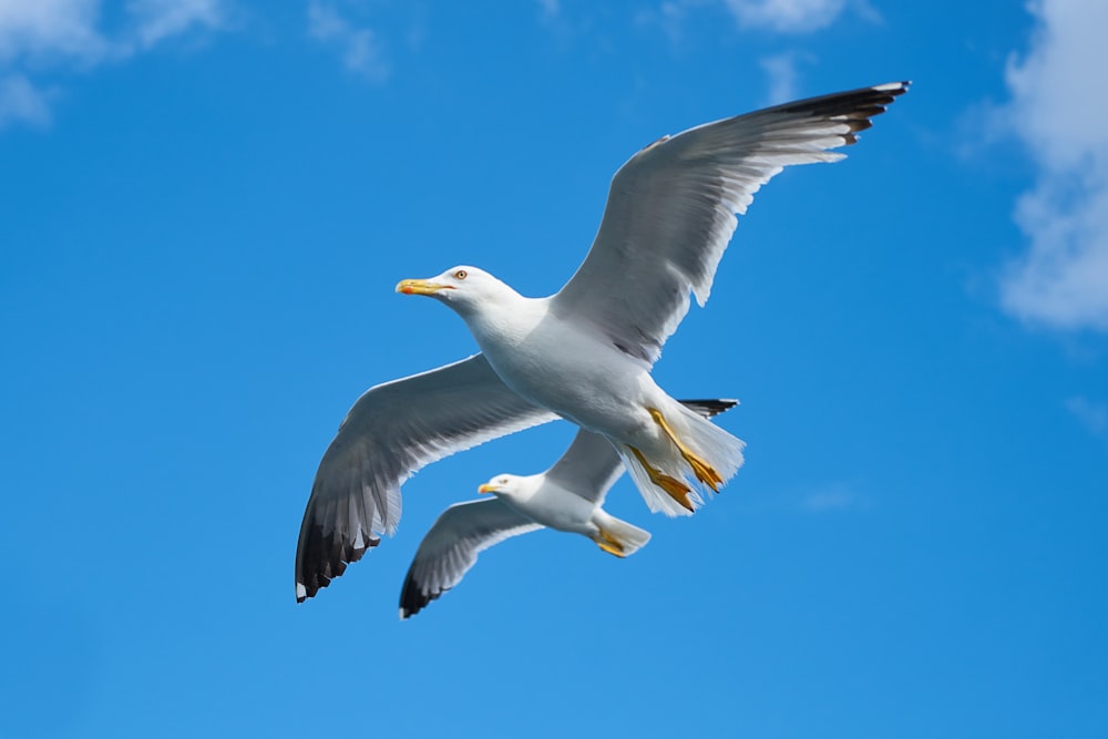 낮에 푸른 하늘 아래를 날고 있는 흰 갈매기