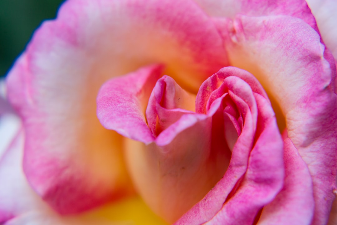 pink rose in bloom close up photo