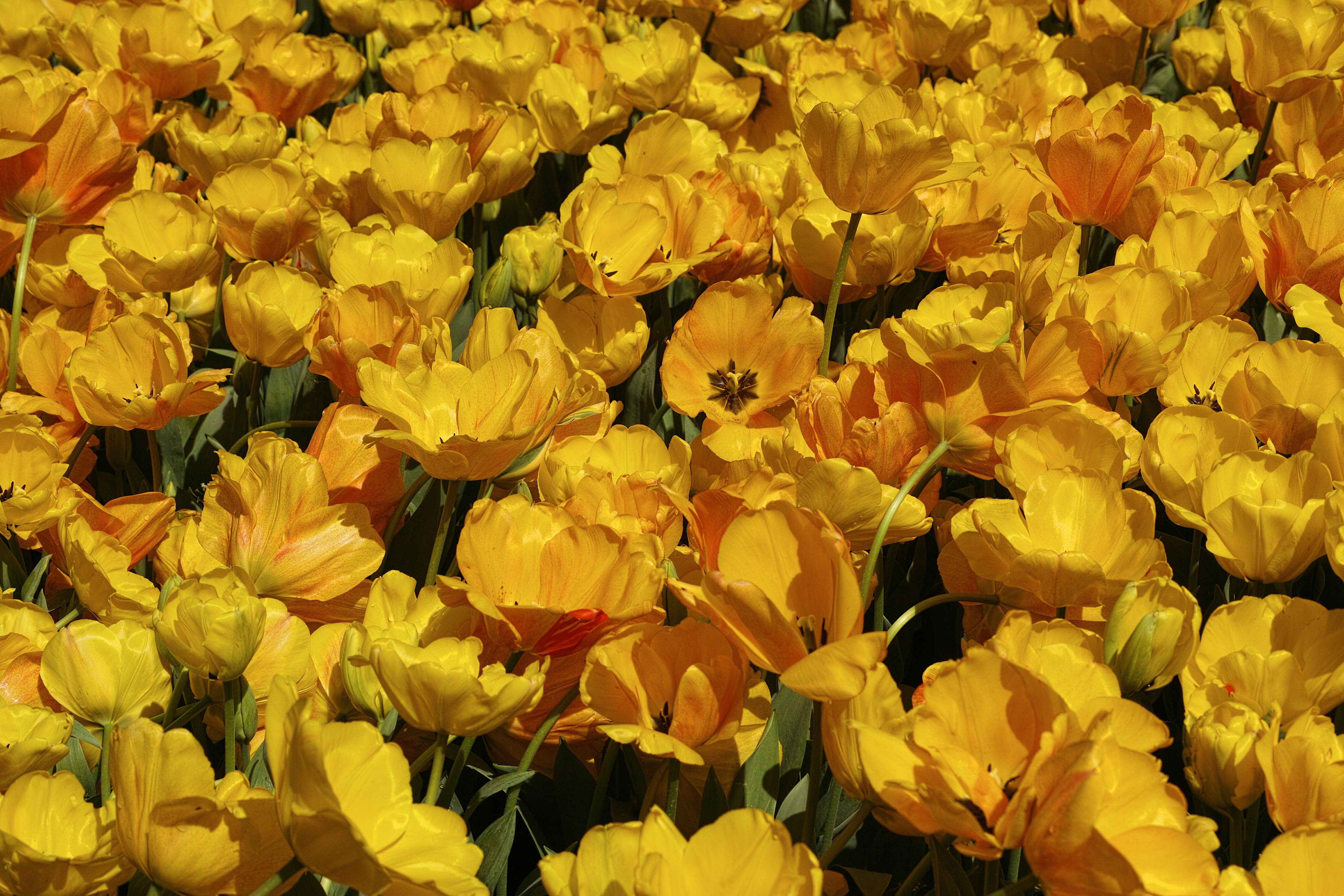 yellow and red flowers during daytime