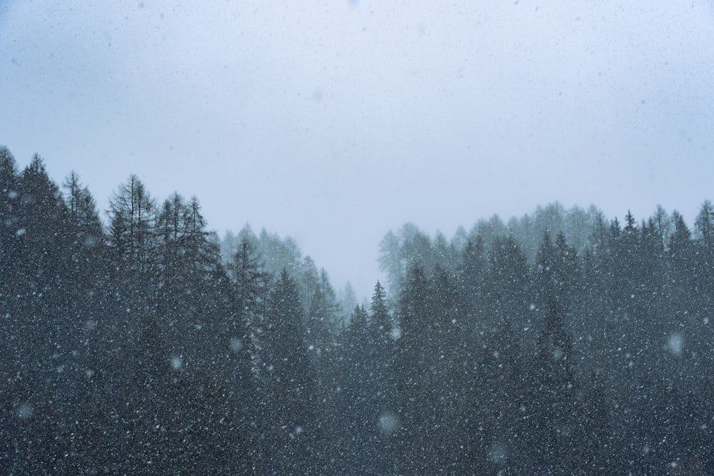 green pine trees during daytime