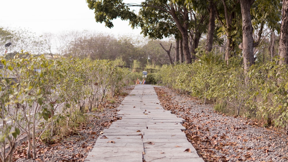 brown wooden pathway between green grass and trees during daytime