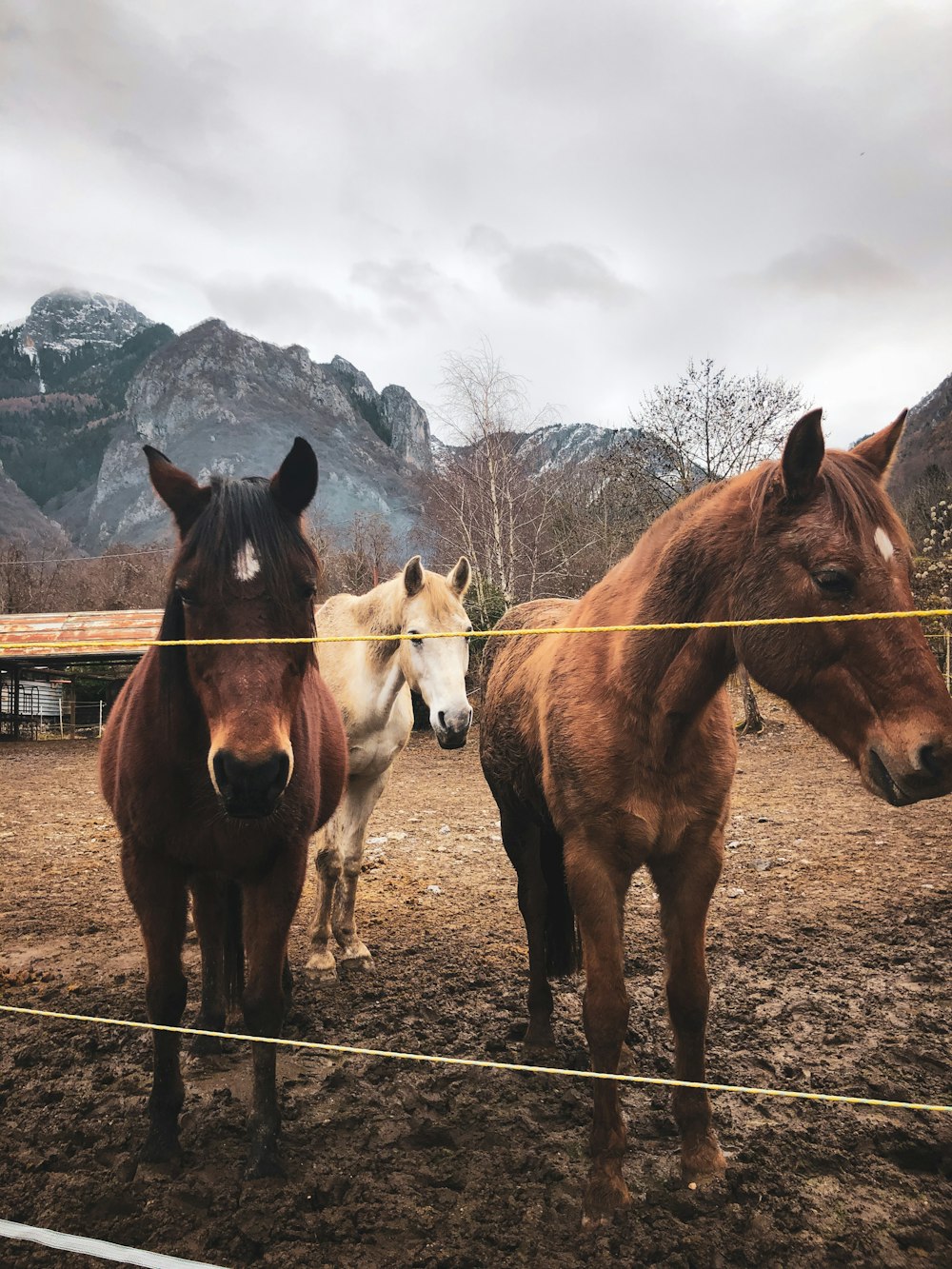 brown and white horses on brown field during daytime