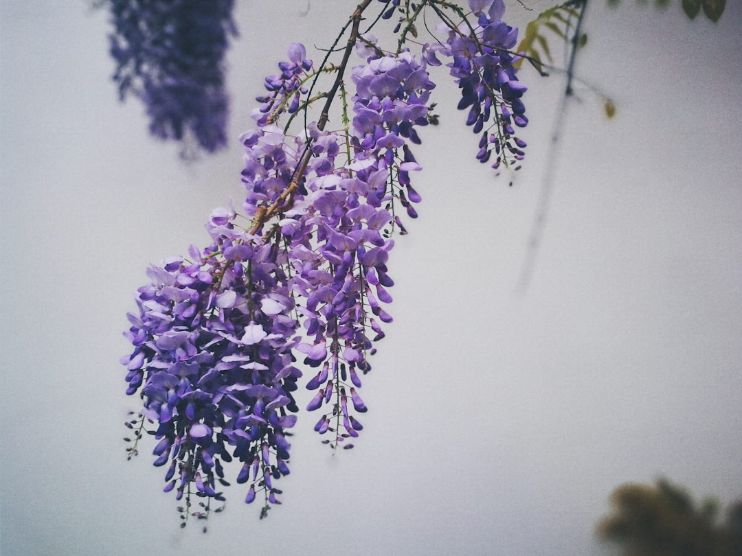 purple flower in white fog