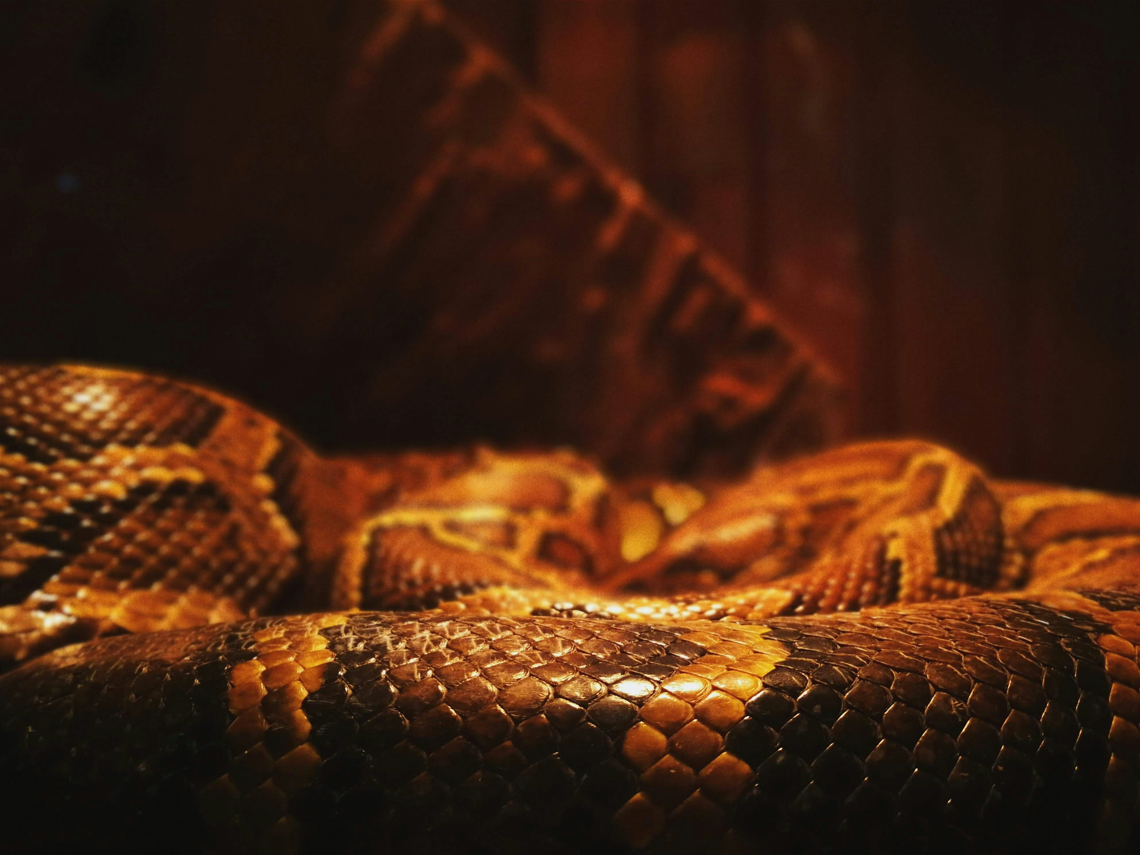 茶色と黒の蛇皮の写真 Unsplashで見つけるヘビの無料写真