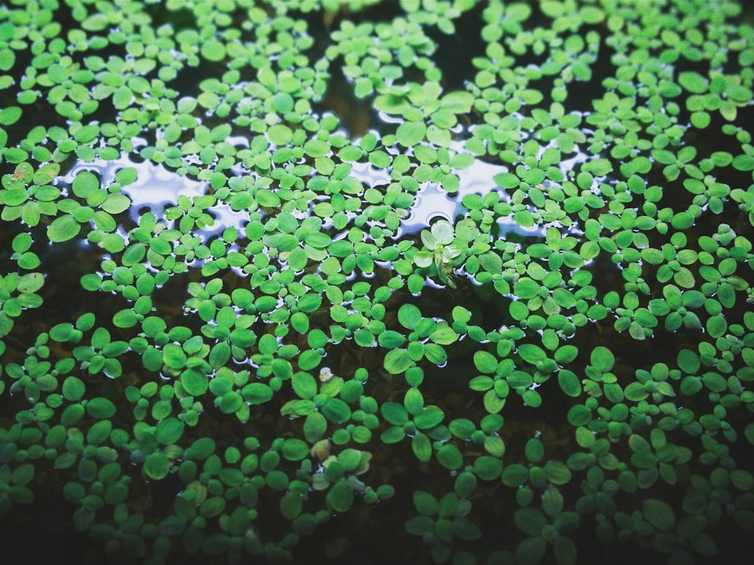 green leaves in close up photography