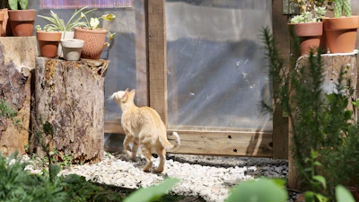 A happy cat passing through a sage green custom cat flap installed in a cozy home door.