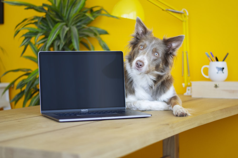 black and white border collie puppy beside black laptop computer on brown wooden table
