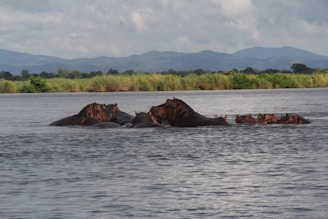 A group of hippos is partially submerged in a body of water. The scene is set against a backdrop of lush greenery and distant hills under a cloudy sky. The hippos appear to be clustered together, with the water gently rippling around them.