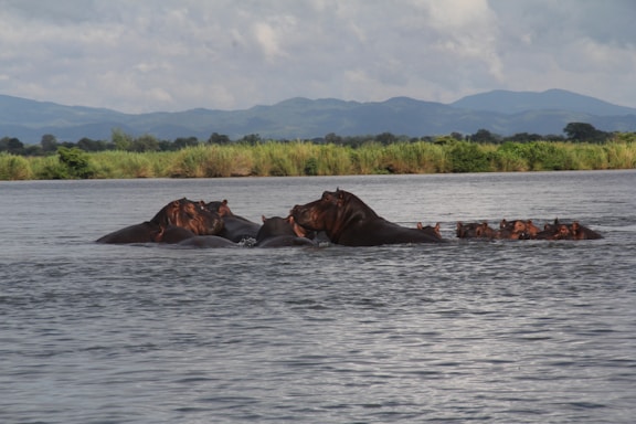 A group of hippos is partially submerged in a body of water. The scene is set against a backdrop of lush greenery and distant hills under a cloudy sky. The hippos appear to be clustered together, with the water gently rippling around them.