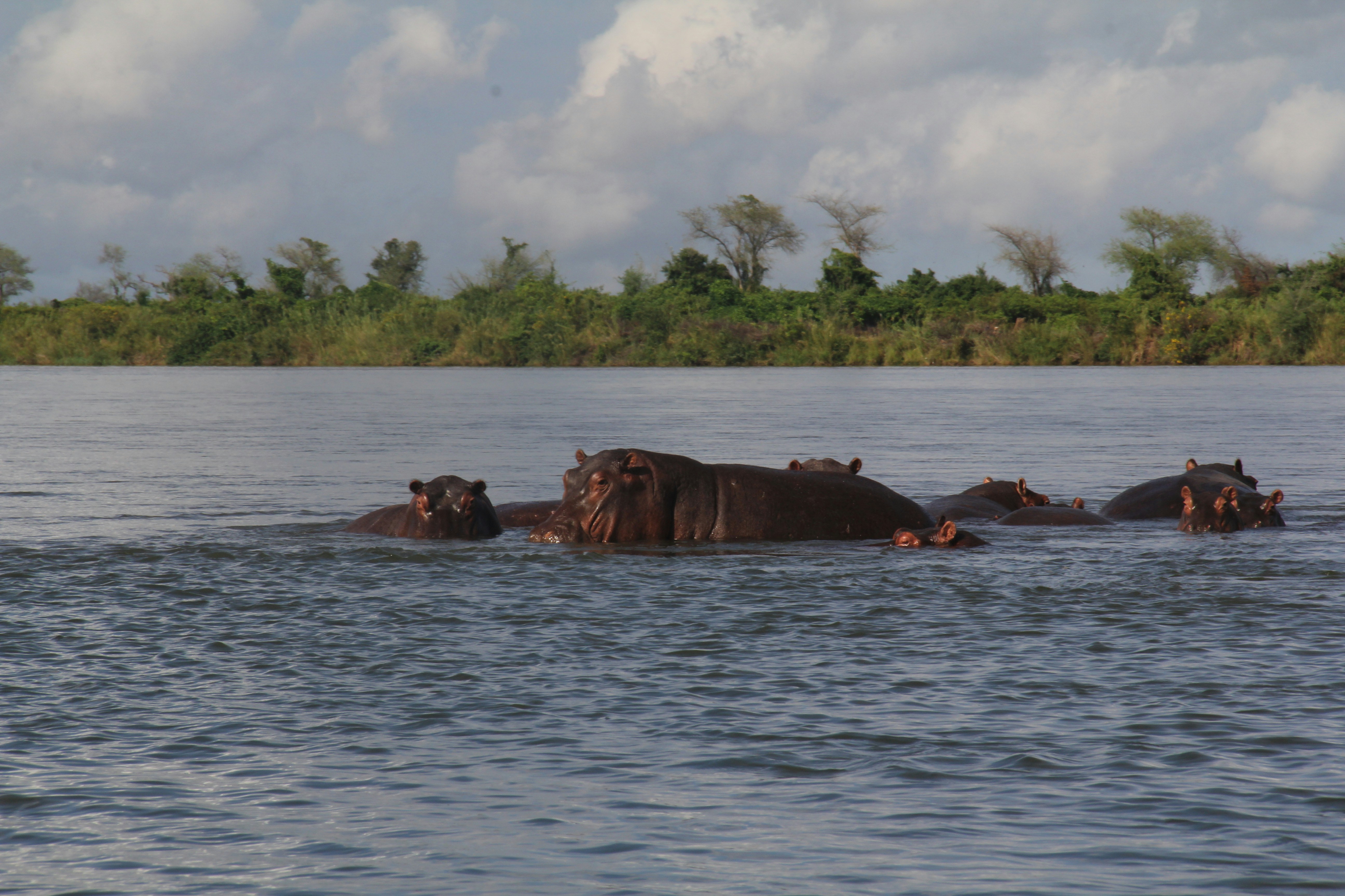 Canoe safari on calm waters of the Zambezi with hippos visible in the distance