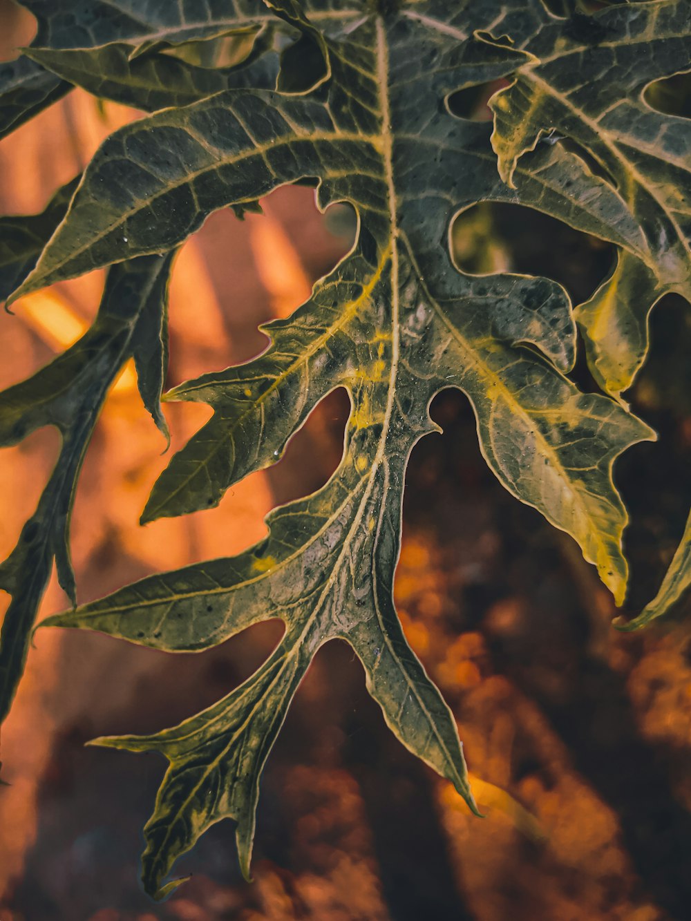 green leaf in close up photography