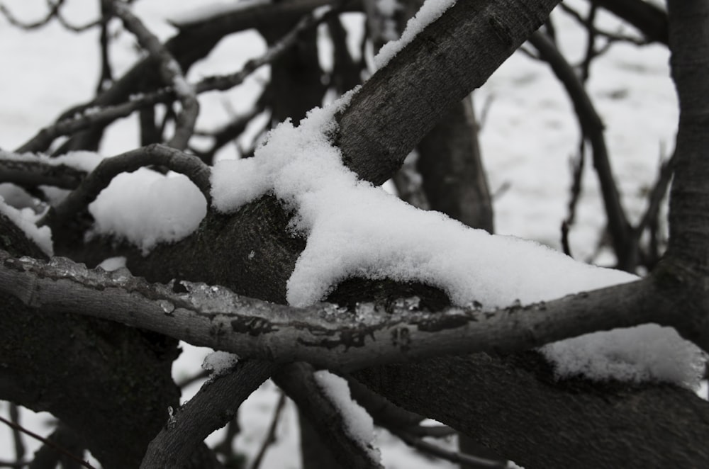 snow covered tree branch during daytime