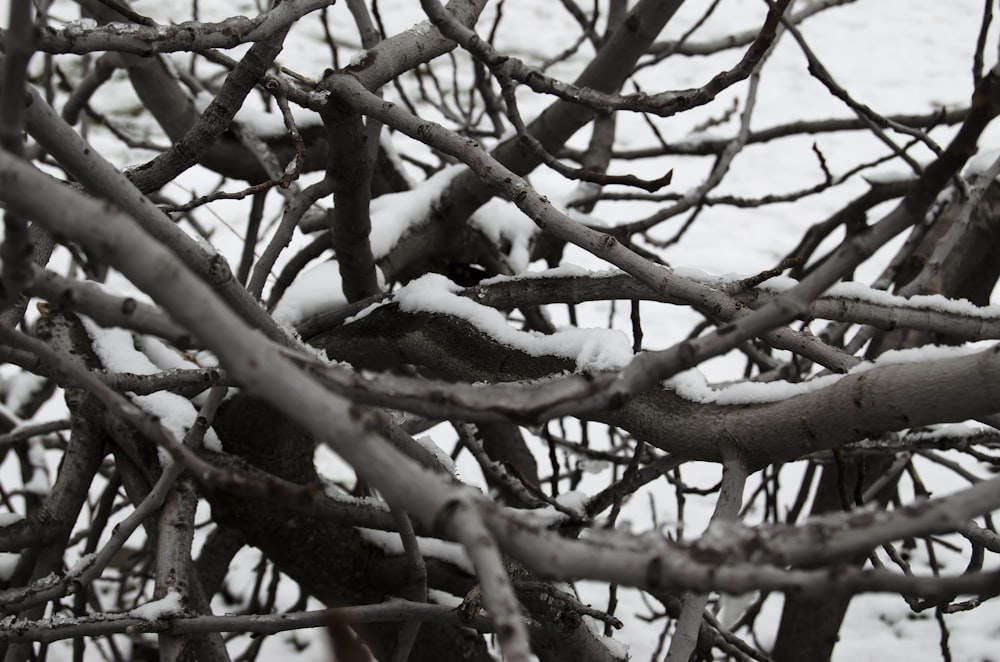 snow covered tree branches during daytime