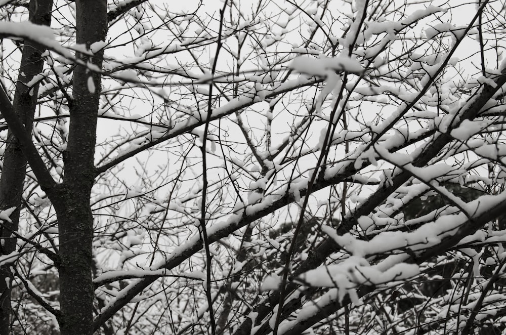 leafless tree with snow on top