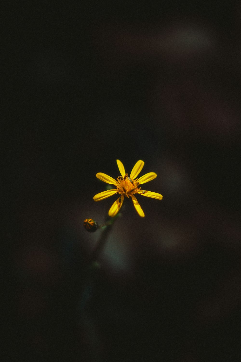 yellow flower in tilt shift lens