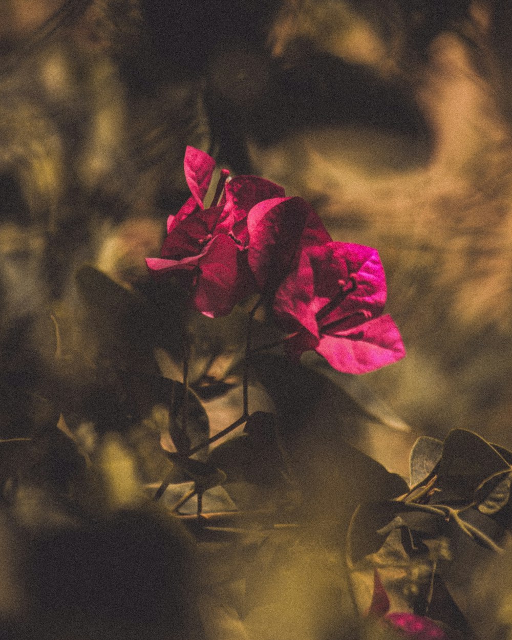 red rose in close up photography