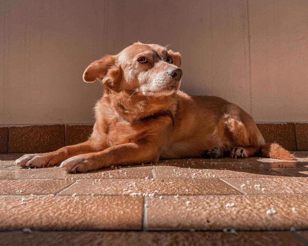 brauner kurzhaariger mittelgroßer Hund auf braunem Boden liegend