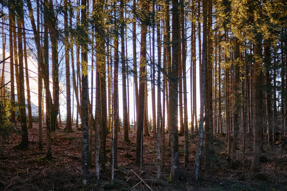 brown trees in forest during daytime